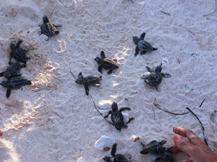 Loggerhead%20hatchlings%20bij%20Sweet%20Dreams%20012.jpg